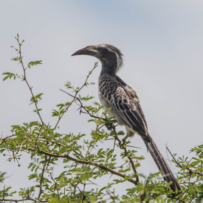 African Grey Hornbill, Grijze Tok