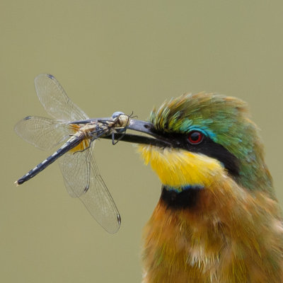 Little bee-eater, kleine bijeneter
