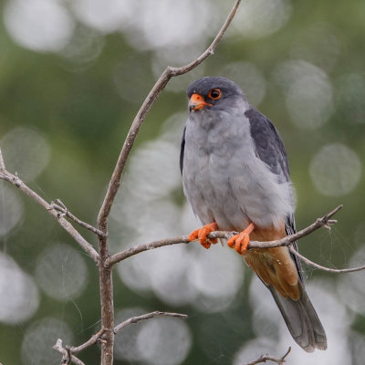 Amoerroodpootvalk, Amur Falcon, Eatern Red-footed Kestrel