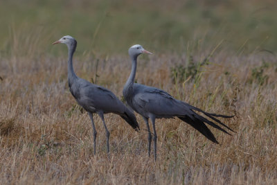Blue Crane, Stanleys, Stanleys Kraanvogel