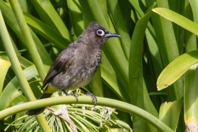 Cape Bulbul, Kaapse Buulbuul