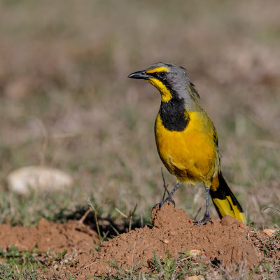 Birds South Africa 2014