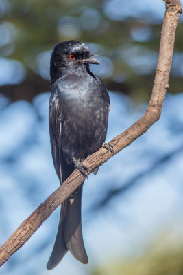 Fork-tailed Drongo, Treurdrongo