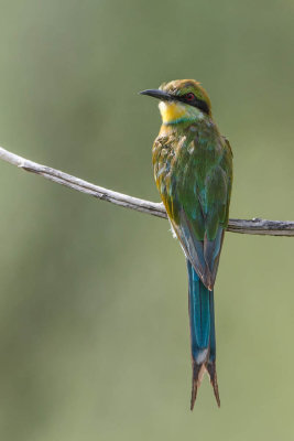 Swallow-Tailed Bee-eater, Zwaluwstaart bijeneter