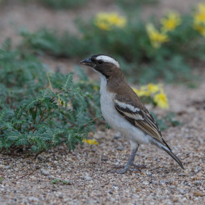 Mahaliwever, White-browed Sparrow-weaver