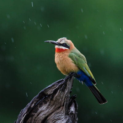Witkeel bijeneter, white-fronted bee-eater