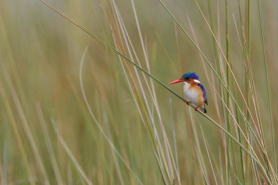 Malachietijsvogel, Malachite kingfisher