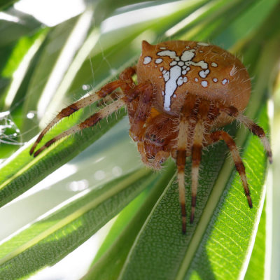 Araneus diadematus, Kruisspin