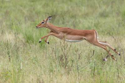 Impala