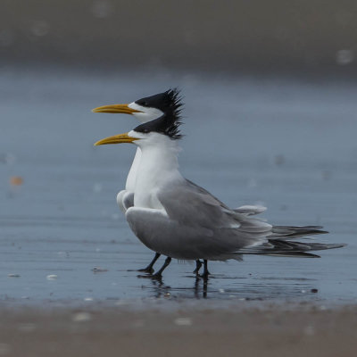 Grote Kuifstern, Swift Tern