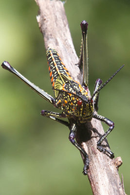 Grashopper in Zambia
