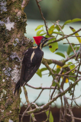 Lineated Woodpecker,Gestreepte Helmspecht