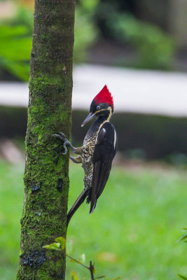 Lineated Woodpecker,Gestreepte Helmspecht