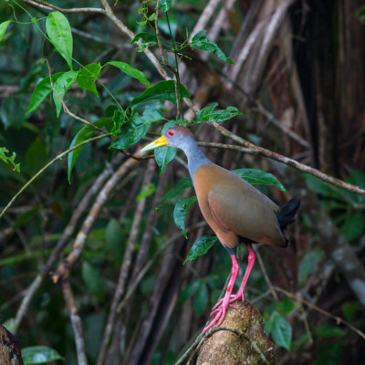 Gray-necked wood-rail,Cayennebosral