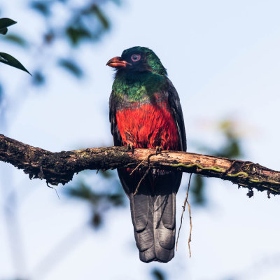 Massena's Trogon, Slaty-tailed Trogon