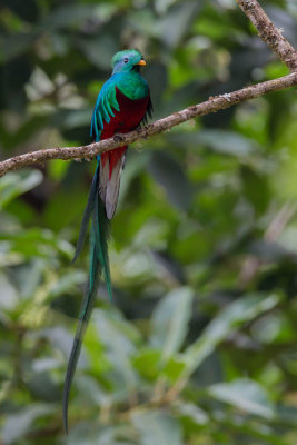 Quetzal, Resplendent Quetzal