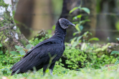 Black Vulture,Zwarte Gier