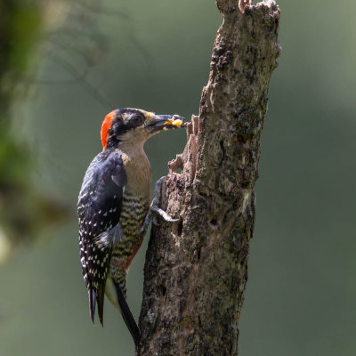 Black-cheeked Woodpecker, Zwartwangspecht