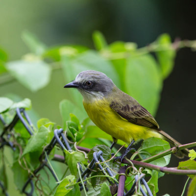 Tropical Kingbird,Tropische Koningtiran