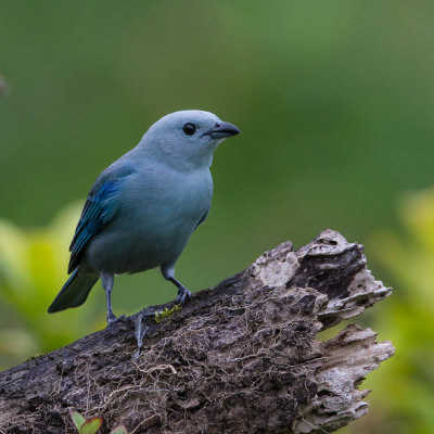 Bisschopstangare, Blue-gray Tanager