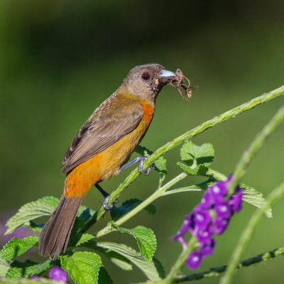 Cherrie's Tanager,Costaricaanse Tangare,Fem