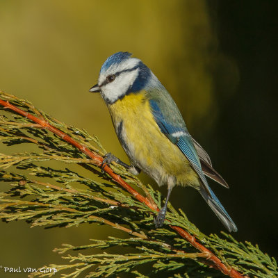 Blue Tit, Pimpelmees