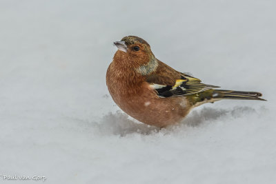 Chaffinch, Vink