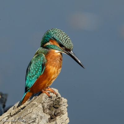 Common Kingfisher, Ijsvogel