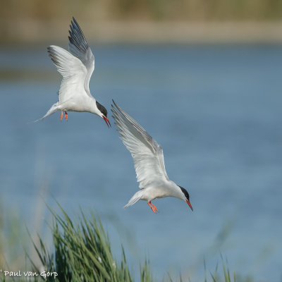 Common Tern, Visdief