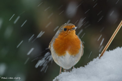 European Robin, Roodborst