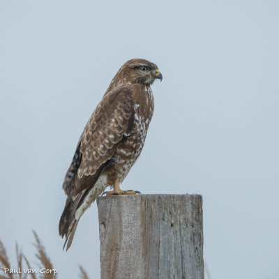 Buizerd, Common Buzzard