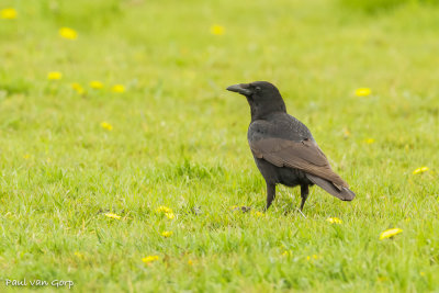 Carrion Crow, Zwarte Kraai