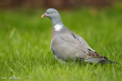 Common Wood-Pigeon, Houtduif