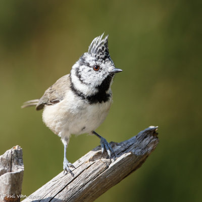 Crested Tit, Kuifmees
