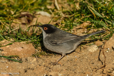 Kleine zwartkop, Sardinian Warbler