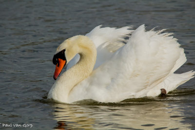 Knobbelzwaan, Mute Swan