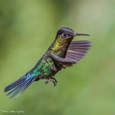 Fiery-throated Hummingbird, Irazukolibrie