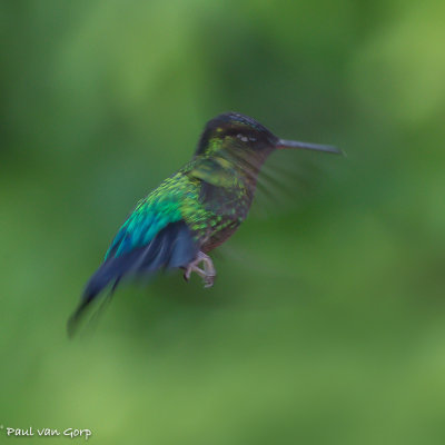 Fiery-throated Hummingbird, Irazukolibrie