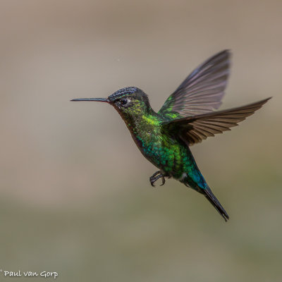 Fiery-throated Hummingbird, Irazukolibrie