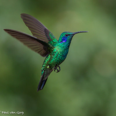 Green Violet-ear, Groene Violetoorkolibrie
