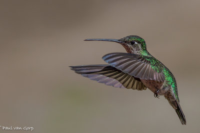 Magnificent Hummingbird, Rivoli's Kolibrie