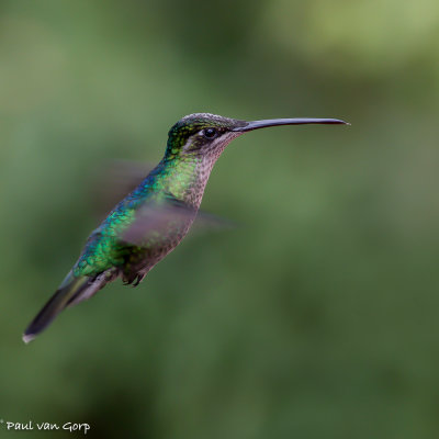 Magnificent Hummingbird, Rivoli's Kolibrie