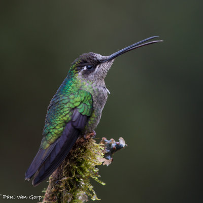 Magnificent Hummingbird, Rivoli's Kolibrie
