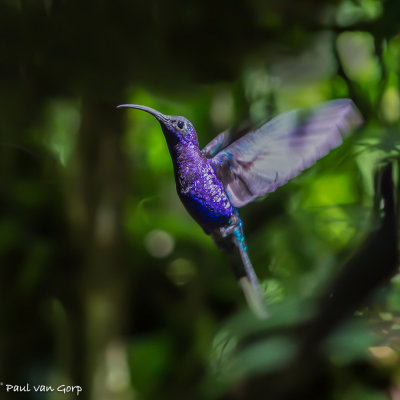 Violet Sabrewing, Violette Sabelvleugel