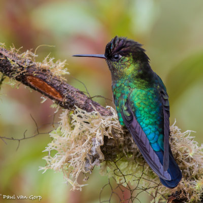 Fiery-throated Hummingbird, Irazukolibrie
