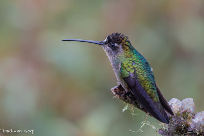 Fiery-throated Hummingbird, Irazukolibrie