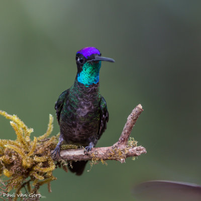 Magnificent Hummingbird, Rivoli's Kolibrie