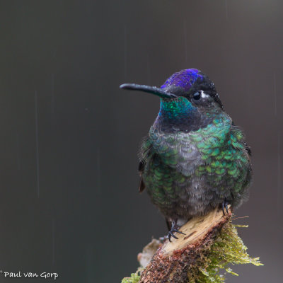 Magnificent Hummingbird, Rivoli's Kolibrie