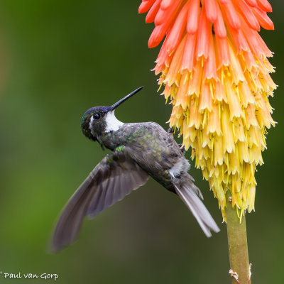 Roodbuikjuweelkolibrie, White-throated Mountain-gem