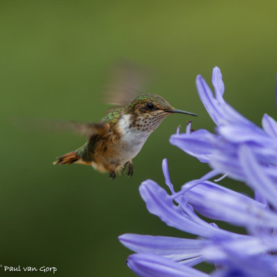 volcano Hummingbird, Vulkaankolibrie